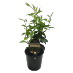 1.9L Chinese Star Jasmine - Trachelospermum jasminoides