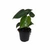 120mm Fruit Salad Plant - Monstera deliciosa