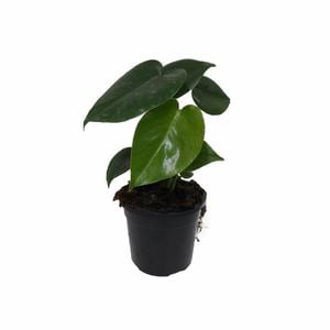 120mm Fruit Salad Plant - Monstera deliciosa