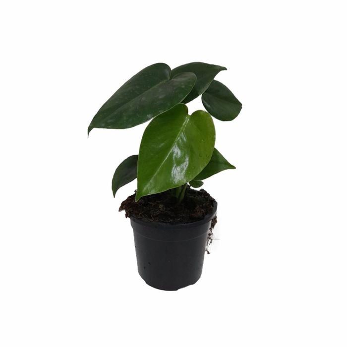 120mm Fruit Salad Plant - Monstera deliciosa