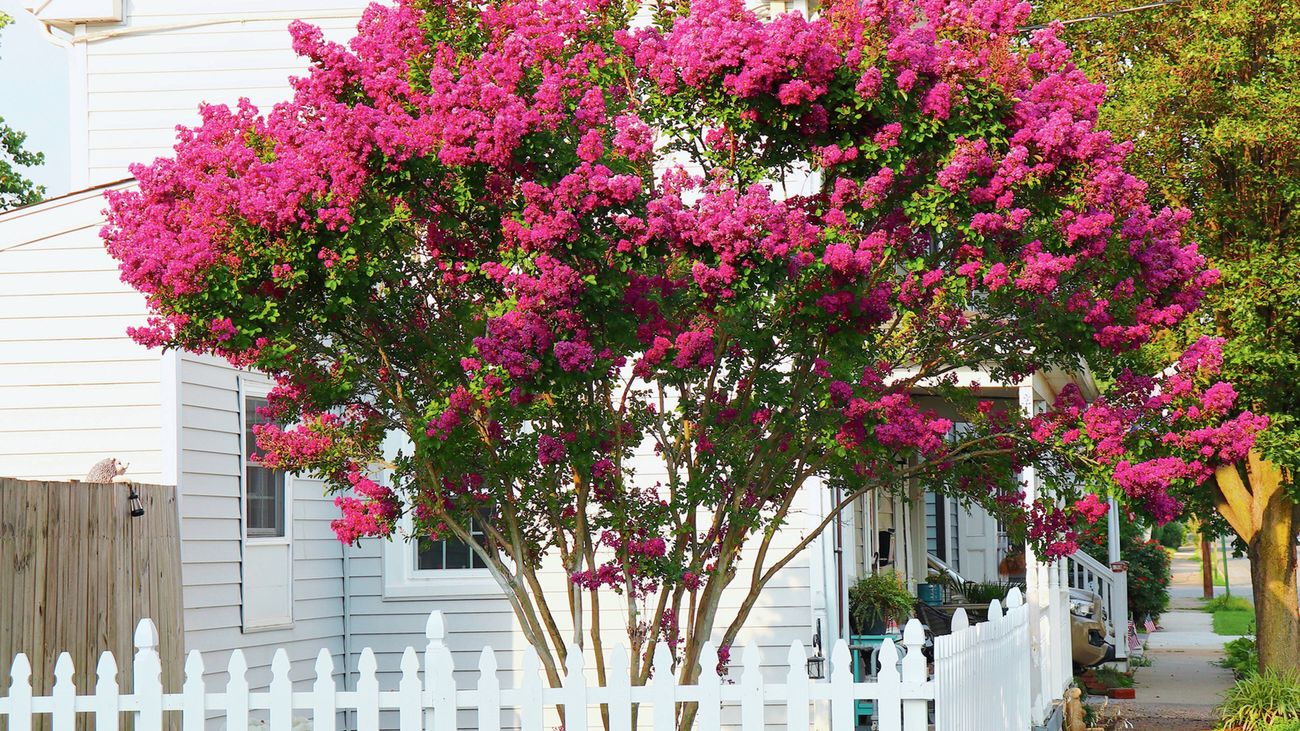 A close up shot of a pink Crepe myrtle tree in bloom in a front garden