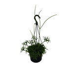 150mm Mistletoe - Rhipsalis Hinging Basket