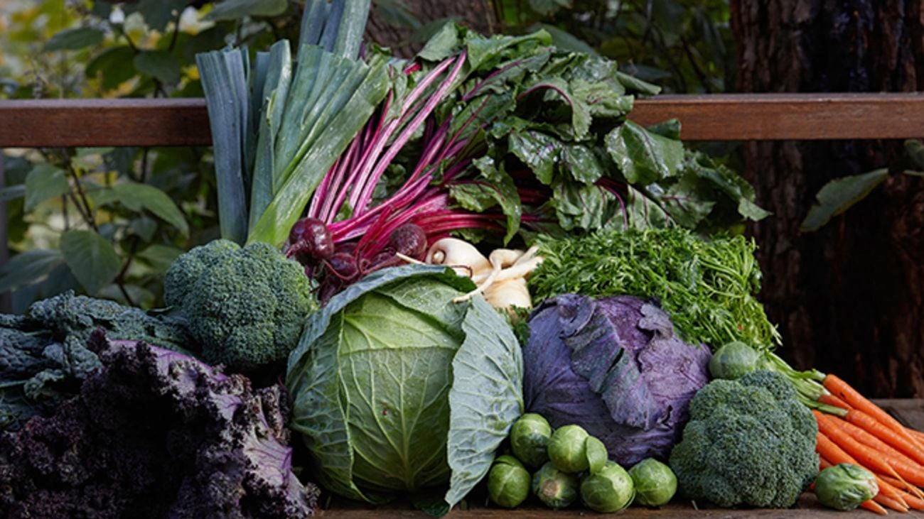Harvest of vegetables including broccoli, lettuce, carrots and leeks
