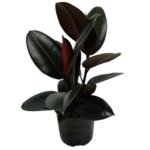 150mm Ficus Ruby - Ficus elastica Burgundy