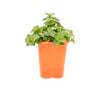85mm Bright & Easy - Crassula Dianne