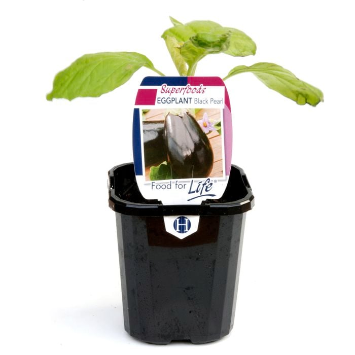 95mm Eggplant Black Pearl - Solanum melongena - Super Foods