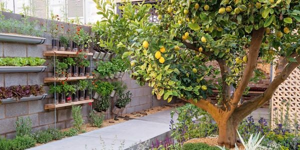 A lemon tree is in focus with other fruit trees, blooming flowers, wall-hanging herbs and vegetables.