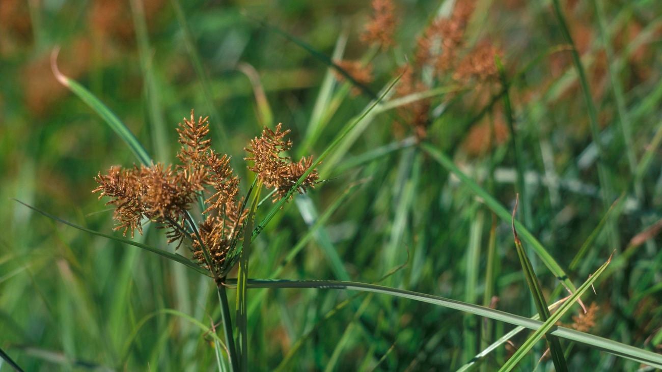 Close up image of weed with green, grass-like stalk and brown flowers