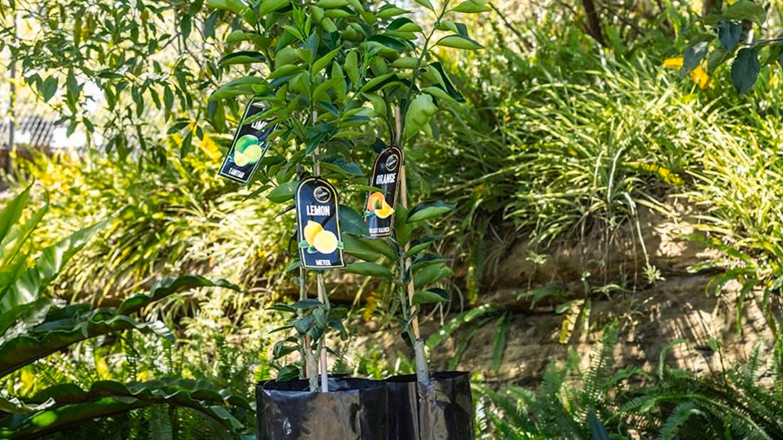 Lemon and orange trees in an outdoor setting.