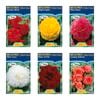Fiesta Flower Bulbs Begonia Frilled Tuberous