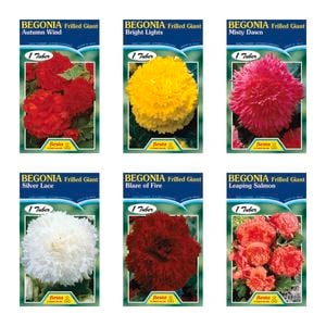 Fiesta Flower Bulbs Begonia Frilled Tuberous