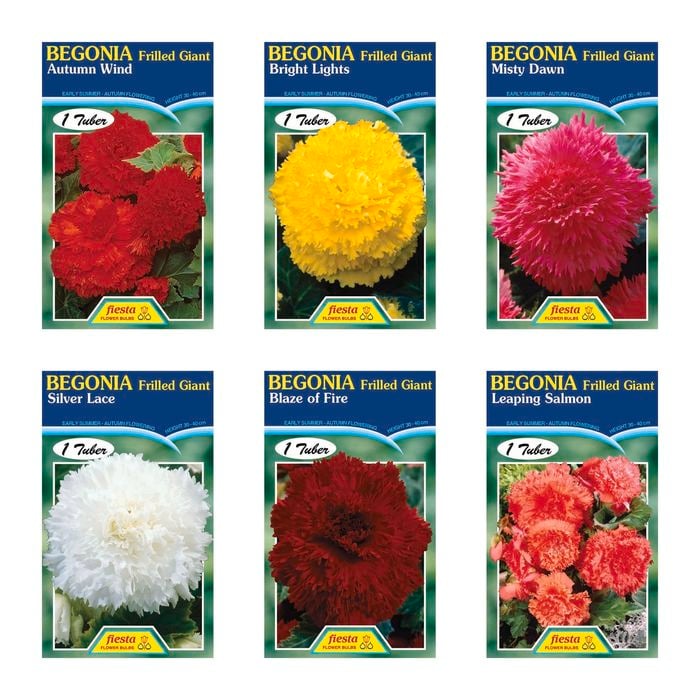 Fiesta Flower Bulbs Begonia Frilled Tuberous