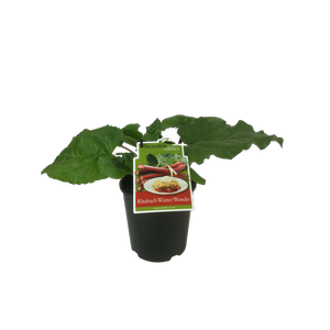 1.9L Rhubarb Winter Wonder - Rhubarbarum rheum - Incredible Edibles Range