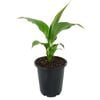 70mm Peace Lily - Spathiphyllum floribundum