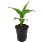 70mm Peace Lily - Spathiphyllum floribundum