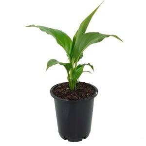 70mm Peace Lily - Spathiphyllum floribundum