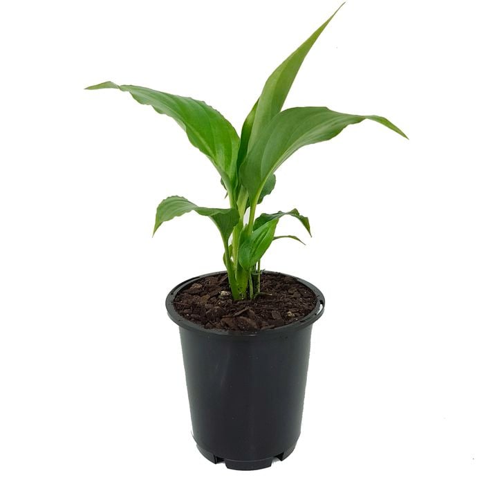 70mm Peace Lily - Spathiphyllum floribundum