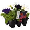 6 Cell Petunia Waterfall - Petunia hybrid - Fusion Flowers Range