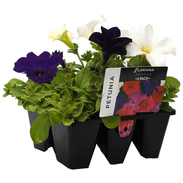 6 Cell Petunia Waterfall - Petunia hybrid - Fusion Flowers Range