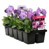 10 Cell Pansy Large Lavender - Viola x wittrockiana