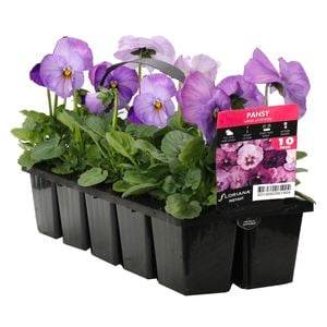 10 Cell Pansy Large Lavender - Viola x wittrockiana