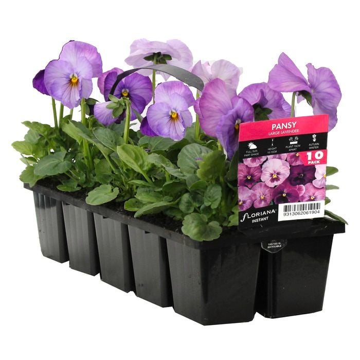 10 Cell Pansy Large Lavender - Viola x wittrockiana