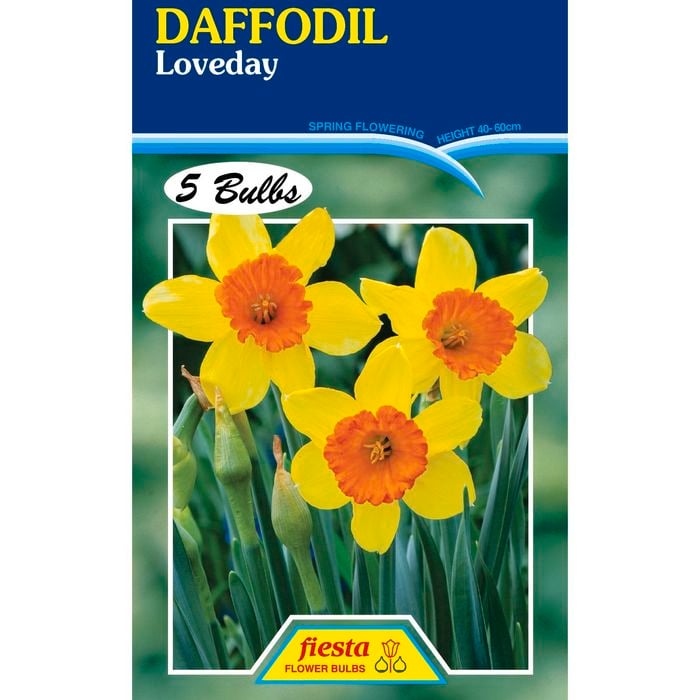 Fiesta Flower Bulbs Daffodil Love Day - 5 Bulbs