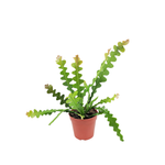 Cacti