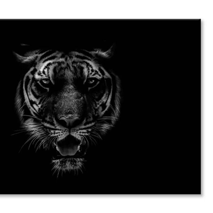 Black & White Beautiful Tiger on Black  Print 100% Australian Made 75 x 50cm  (Stretched)