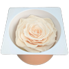 Blooms of Joy 8cm Almond Cream Large Rose