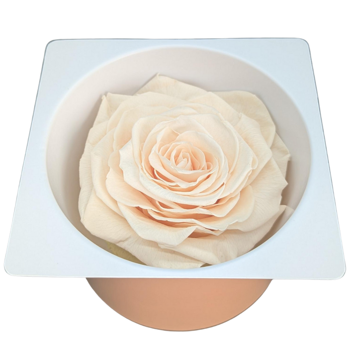 Blooms of Joy 8cm Almond Cream Large Rose