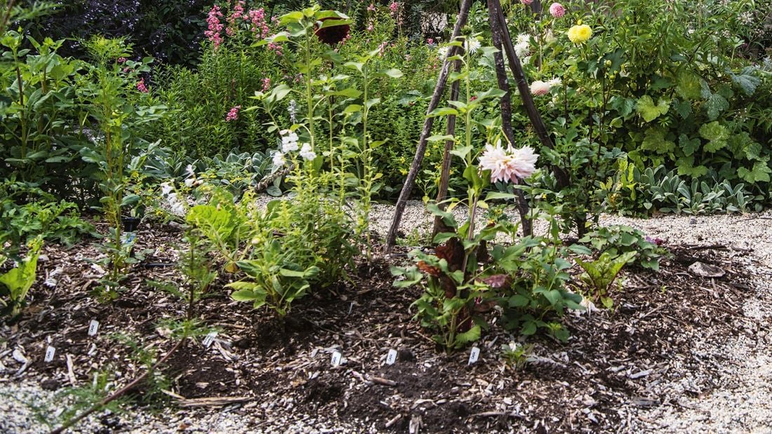 Vegetables growing in a garden.