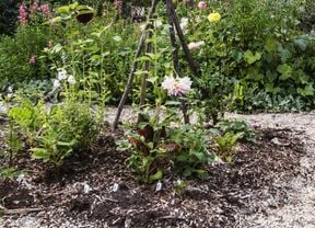Vegetables growing in a garden.