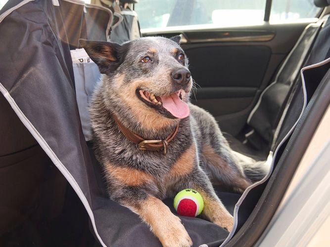 dog sitting in car hammock