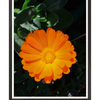 Galrie Bright Orange Marigold Flower Art Photography Print - Vibrant Botanical Decor, Black Frame, 70 x 100cm (28 x 40inch)