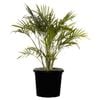 300mm Cascade Palm - Chamaedorea atroviren