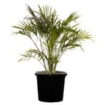 300mm Cascade Palm - Chamaedorea atroviren