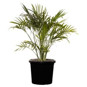 300mm Cascade Palm - Chamaedorea atroviren