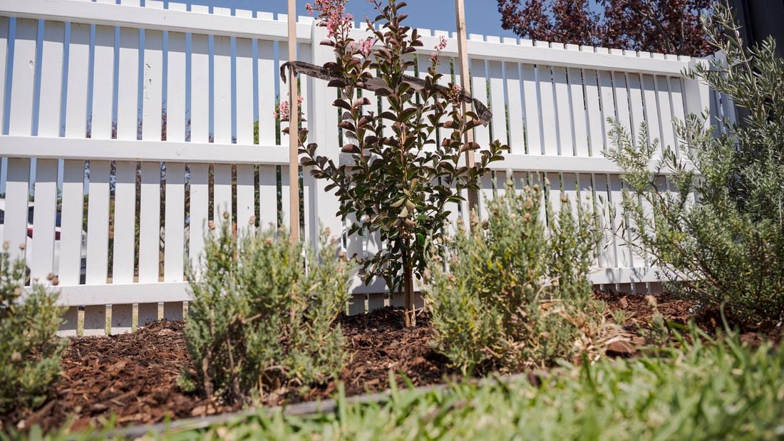 Small tree planted in the backyard