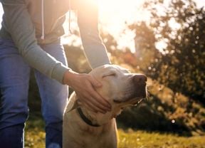 Person petting a dog in a garden.