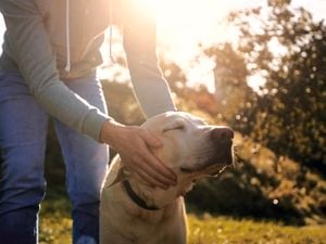 Person petting a dog in a garden.