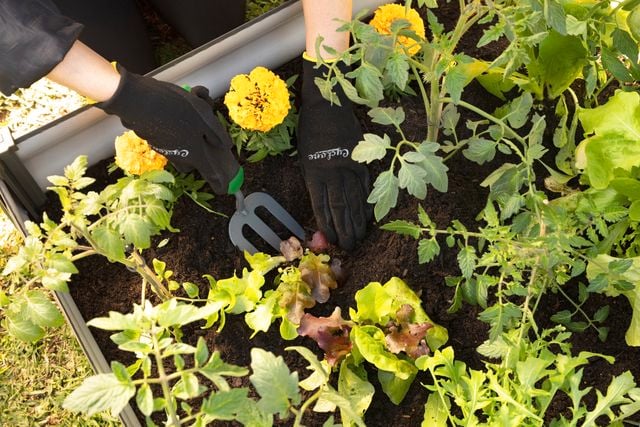 garden bed with plants