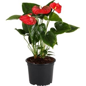 140mm Anthurium Jambo - Anthurium andreanum
