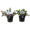 140mm Scaevola - Scaevola aemula - Scala Series
