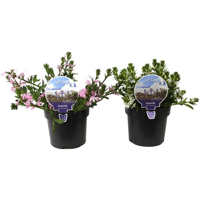 140mm Scaevola - Scaevola aemula - Scala Series