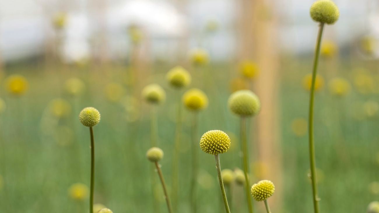A collection of billy button stems with round yellow flower clusters at their tips.