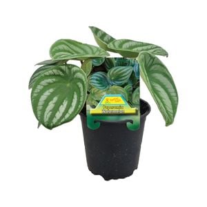 120mm Peperomia Watermelon 