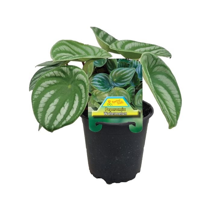 120mm Peperomia Watermelon 