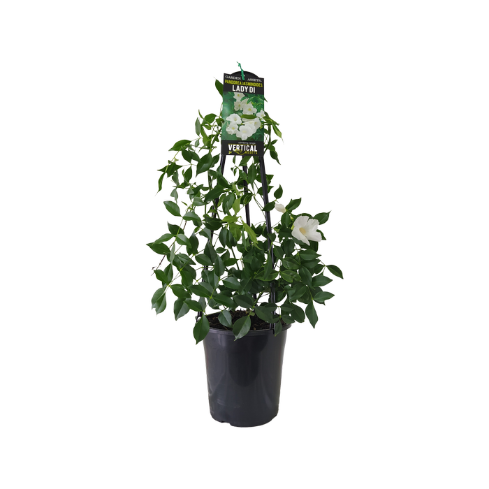180mm Pandorea Lady Di - Pandorea jasminoides