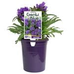 140mm Campanula Genti Blue